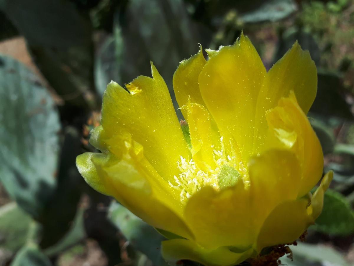 Cortijo Los Conquistadores Lucena Del Puerto ภายนอก รูปภาพ